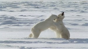 Animal Fight Night: Season 5 Episode 1 Dare or Die