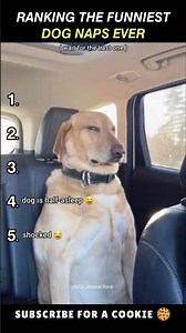 Ranking the Funniest Dog Naps Ever 😴😂 | Hilarious Sleeping Dogs | #shorts #dogranking #dogshorts