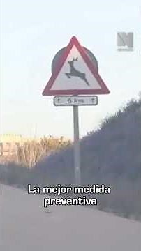 Animales y carretera