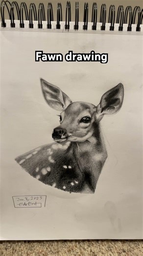 Fawn drawing