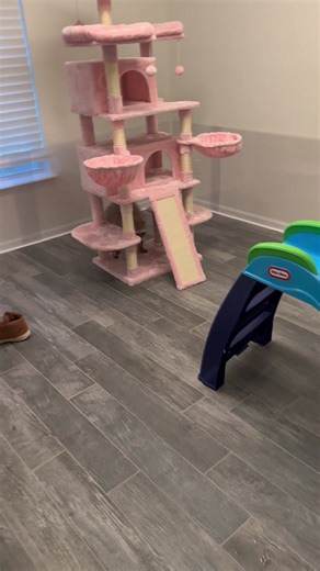 Benny's First Day in Our New House | Funny Raccoon Videos