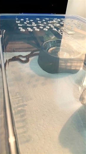 new addition baby spotted python