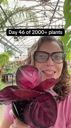 Calathea 'Purple Rose': Indoor Plant Care Tips