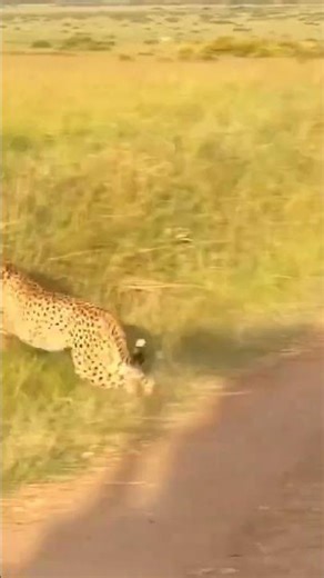 Baboons Outsmart the Cheetah 😳 #Wildlife #Nature #AnimalKingdom #Shorts