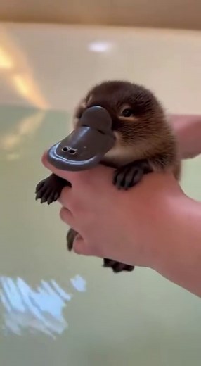 Cute and Funny Moments of Pippy the Platypus