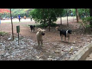 Indian Street Dogs Indian Stray Dogs Indian Pariah Dogs 121 2025 APR 12