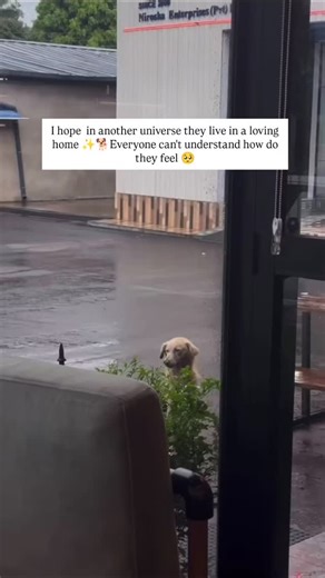 Helpbezubaans | I hope in another universe they get loving home and a peaceful environment. . Note - .This video is not from India it's just awareness... | Instagram