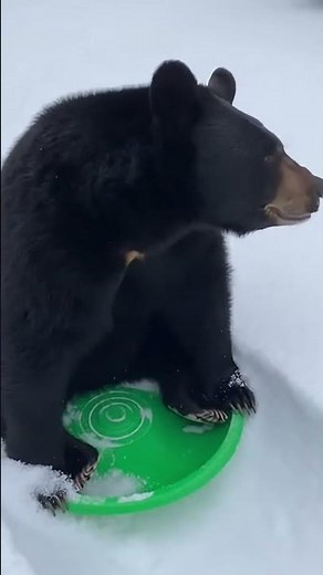 Bear Goes SLEDING Down a Snowy Hill 🐻❄️ Viral Winter Fun You Won’t Believe 😂