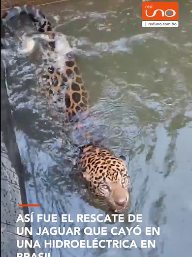 Rescatan jaguar de canal hidroeléctrico en Brasil