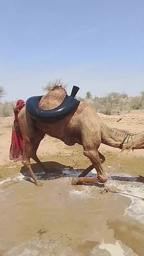 استحمامُ الجملِ بالماءِ البارد… انتعاشٌ تحتَ شمسِ الصحراءِ Under the bright desert sun, the camel stands calmly as a large water container filled with cool water is poured over its body. The cold water flows from head to back, washing away dust and heat collected throughout the day. As the refreshing stream touches its skin, the camel closes its eyes slightly, enjoying the soothing sensation. The droplets sparkle in the sunlight. The desert air feels lighter. Each splash brings visible relief. T