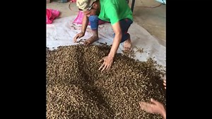 Goat Feed | Goat Land Farms