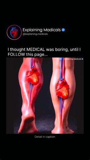 Medical | Health | Anatomy on Instagram: "Poor circulation happens when blood struggles to travel back from the legs to the heart. This leads to blood pooling in the lower limbs, causing symptoms like swelling, heaviness, pain, fatigue, varicose veins, and even skin color or texture changes over time. If left unaddressed, this constant pressure overloads the veins and increases the risk of chronic venous disease and blood clots. Your Calves: The Body’s “Second Heart” The calf muscles play a cruc