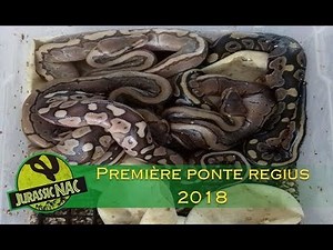Première ponte de regius 2018 "lesser" x "pinstripe"