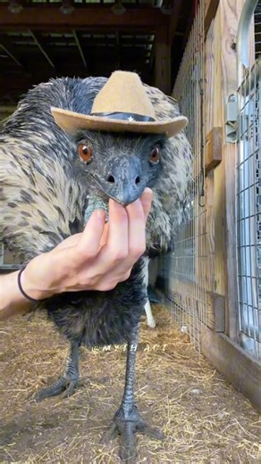 Don't do this in the front of emu bird !!!