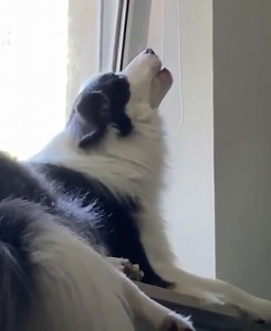 40K views · 996 reactions | The best opera singer | The World Of Awesome Pictures | Facebook