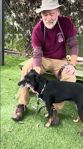 NEW A5768412 Doja | Shepherd / Australian Cattle Dog