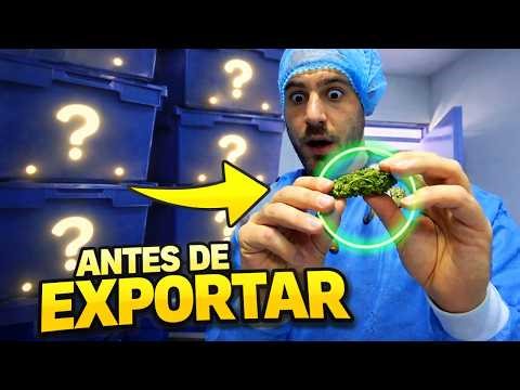 Así procesan y exportan la producción (poscosecha industrial real) | Parte 3