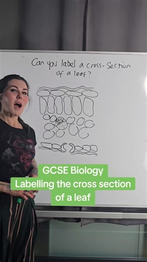 GCSE Biology - Labelling the cross section of a leaf #myedspace #myedspacebiology #biology #gcse #emmadoesbiology | MyEdSpace Biology
