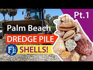 Palm Beach Dredge Pile Shelling, Part 1 of 2 #seashells #florida #palmbeach Virtual Shell Hunting!