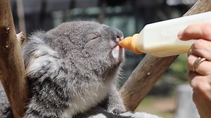 18K views · 792 reactions | ADORABLE: Nakia the koala is growing up! But she still loves her bottle, lots of cuddles and her mum Hayley!  Watch until the end to see Nakia learning to jump - cuteness overload!! | Australian Reptile Park | Facebook