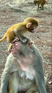 Real life monkey playing #reels #monkey #animals | Monkey Audi