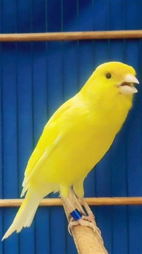 gacorankenri#canary