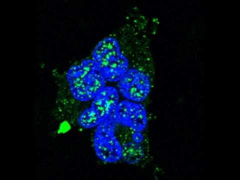 Cell Pro Lab - polyPhosphate