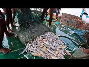 Ocean Full of Fish! Crazy Net Catch Moment 🌊🎣| Mega Fish Harvest 😍 | Traditional Fishing in Action