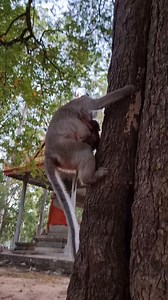 15K views · 275 reactions | Welcome newborn, Mom Button successful gave birth to cutie girl殺Dec.23.2025 | Aim Koeurn | Facebook