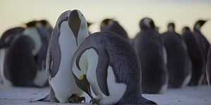 ‘Secrets of the Penguins’ Review: Nat Geo’s Cool Close-Ups