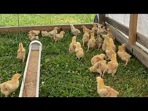 FREEDOM RANGER meat chickens moved outside at 2 weeks old!