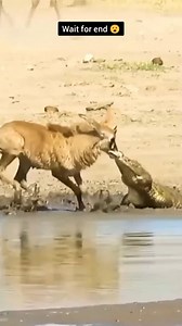 15K views · 68 reactions | Baby Oryx Escape from Crocodile jaws | Animal World Us | Facebook