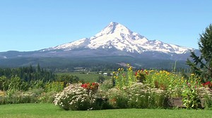 Mountain Flower Field Scenic Stock Footage SBV-327196702 - Storyblocks