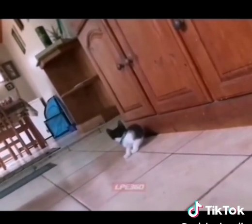 Top 5 Tiger Memes That Will Make You Laugh