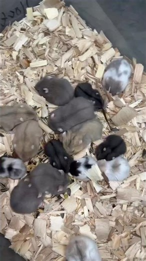 Russian dwarf hamster 🐹 #beautful #petsholic #shortvideos #viral #pets