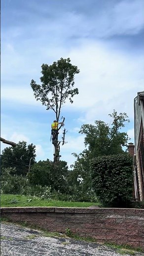 Satisfying Tree Removal Time Lapse