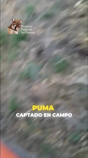 Recolonización del Puma en las Pampas Argentinas