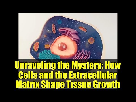Unraveling the Mystery: How Cells and the Extracellular Matrix Shape Tissue Growth