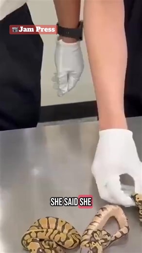 The officials identified the snakes as ball pythons which are a protected species in China | Daily Star