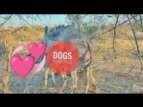 Donkey mating season Hd Video Playing