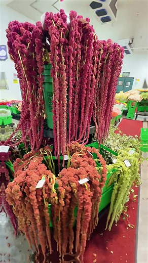 It’s all about that floral drip. This Fresh in: hanging #amaranths and Ivy in the Jet Fresh house.