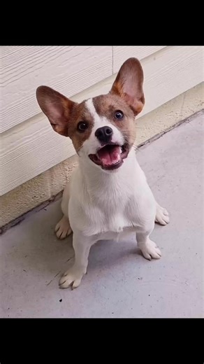 Adopted!! Peanut has gone home! visit www.floridahumanesociety.org The Florida Humane Society is located at 3870 North Powerline Rd. Pompano Beach, FL 33073 and the shelter is open for adoptions on Thursday-Sunday from 12pm-4pm. If you have any questions call 954-974-6152. #dogs #fosterdogs #shelterdogs #adoptadog #animalrescue #animalshelter #adoptdontshop #dogshelter #pompanobeach #fureverhom #dogmom #dogdad #bigdogs #doglife #dogmomlife | Florida Humane Society