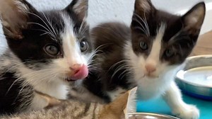 Lip smacking sounds: gross or cute? Personally I think it’s cute...when kittens do it. 🙃 In the great debate over wet food vs. dry, I land somewhere between wet & center, offering both options and allowing the kittens to express their palate preference, but always gesturing grandly towards the wet food—“try this one, it’s delicious!” Kittens have a higher need for moisture content than adults, but tend to be worse at drinking from a dish, especially when they are babies and are still learning. 