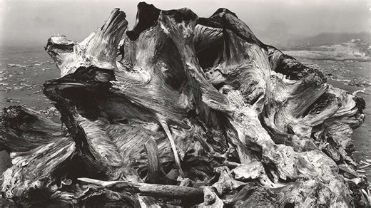 Edward Weston, arte y fotografía