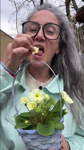Just making some primrose things and got a bit peckish 🌼 🌸 quick note these are primroses (primula
