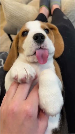 BEAGLE CORE 🐶 (they can smell everything)