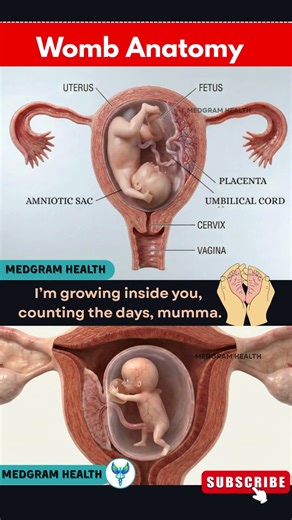 This Is Where Your Baby Grows | Pregnancy Journey