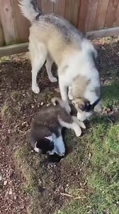 1.2K views · 19 reactions | Diggin’ holes — always! | Lovely Animals World | Facebook