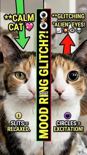 Why Your Cat’s Eyes Turn Into Giant Black Circles #cat #catfacts #pets