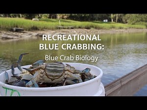 Recreational Blue Crabbing: Blue Crab Biology